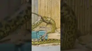 всем мира🙏добра🙏💕 #live #жизнь #ютуб #мудрость #video #top #sorts #story #shorts #life #zoo #змеи