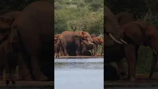 iPhone vs Sony a7iv + 600mm lens 📸 #wildlife #safari #shorts
