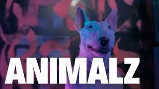 ANIMALZ &ndash; Neon City Vibes | Nightlife Music Video Edit