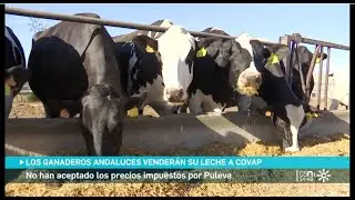 Los ganaderos se enfrentan a la multinacional lechera Lactalis en Andalucía