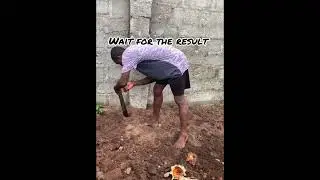 Backyard Nigeria pumpkin farming (Ugu farming)