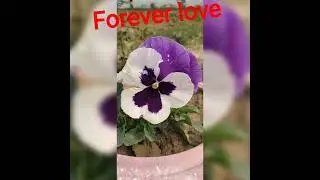first time love &forever love #hindisong #love #song #crush #myfirstvlog #mylove# #instacrush