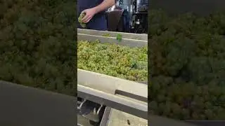 Sorting Grapes