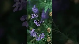11 Seconds of Pure Nature | Relaxing Nature Footage for Inner Peace