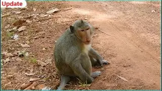 Update ! Pity poor monkey Mr. Bone get shocked by scared cos Amber get close Amari by chasing them,