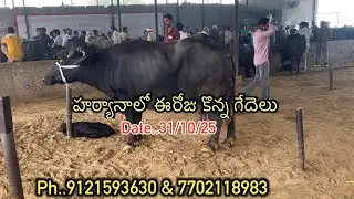 హర్యానా నుండి విజయవాడ హైదరాబాద్ వెళ్తున్న ముర్రా జాతి గేదెలు.. #hyderabad murrah buffalo #
