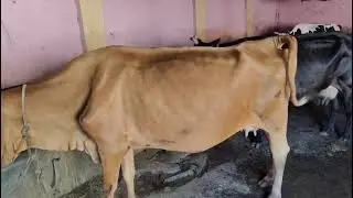 প্রান্তিক খামারে দুধের গরুর মেলা — চোখ জুড়ানো দৃশ্য!
