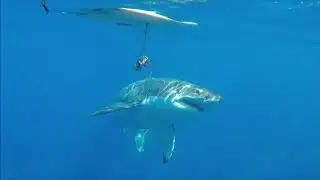 Rpela Shark Deterrent for Surfers &ndash; Proof it Works! (ON/OFF)