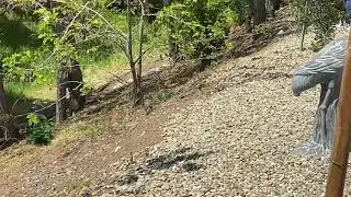 PLACES || Fairfield CA | Wild PeaCock Watching. April 4, 2020