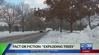 Icy Kentucky weather fuels talk of ‘exploding trees,' but what’s really happening?