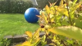 European Garden Spider feeding
