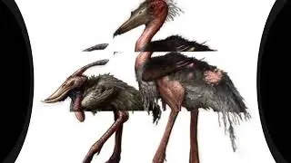 Top 5 Birds of Skull Island