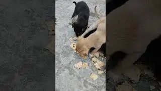 subscribe and like for street dogs help 🐕🐶🐕