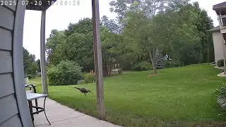 Run turkey run