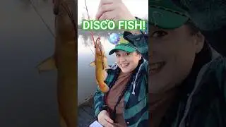 Disco Ball Fish! 🪩 Fishing in Washington State. #fishing #fishlife #letsfish