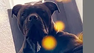 Extreme American Bullies