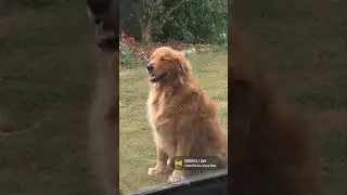 Golden Retriever - Endless Love - Emmett TV