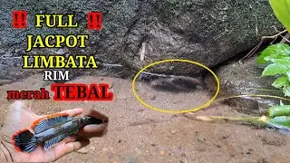 Panen channa limbata lokaliti Gunung Slamet || mancing channa limbata rim merah tebal