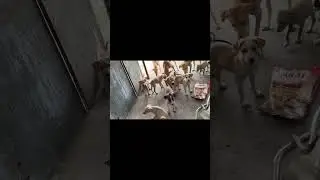 आज सब ने खीर खाई और मस्ती ही मस्ती की #vlog ##पप्पी #animals 🐶😄