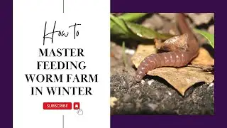 How To Master Feeding Worm Farm in Winter
