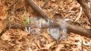 Cryptic and aposematic butterflies: predator vs prey.