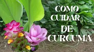 Como cuidar de Cúrcuma #canal plantas