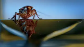 Planet Insect - Top, Episode 1: 'Small Creatures - Big Lives.'