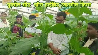 शेडनेट हाउस में सर्दी के मौसम में कौनसी किस्म लगाए|शेडनेट हाउस में सर्दी के मौसम की बेस्ट किस्में |
