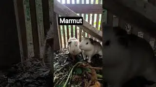 Marmut #cuandaritani #youtubeshorts #marmut