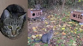 How Forest Kittens Live in Their Houses After 2 Months