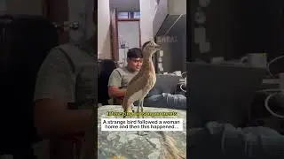 Adopt a Stone Curlew #lovestory #animals  #rescue #cute #love #birds #stone curlew #funny