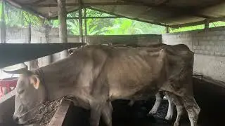 UPDATE LAGI BENGKEL SAPI BETINA KURUS ALHAMDULILLAH ADAPTASI MAKAN KONSETRAT NYA LAHAB 