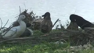 Which wildlife survived the Hill Country floods and which species conservationists are worried about