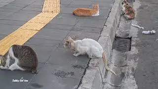 there are lots of stray cats on this street just relaxing