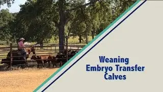 Weaning Embryo Transfer Calves