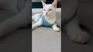 Mata belang🥰 Odd eye cat❤️ #cat #cats #kucing #kucinglucu #catlover #cutecat #short #shorts #kitten