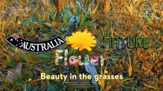 A Backyard Bouquet: A Guide to the Flowers of NSW Grasses