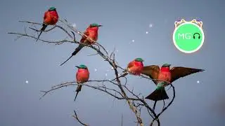 Sparkle de chrisgalactic [FREE/GRATIS] 🔊 Lo-fi HipHop  for your videos 🎧