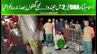 DHA Phase 2 leopard was captured alive several hours later