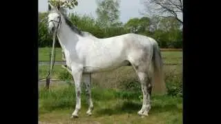 KWPN v. Corrado