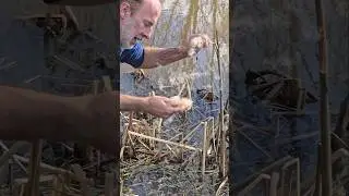 Seeding Bullrushes #adventure #foraging #herbs #ponds #permaculture #cat #mud #garden #explore #wow