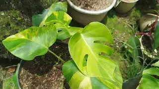 Monstera Marmorata. Info Pemesanan WhatsApp: 085379979899 #monsteramarmorata