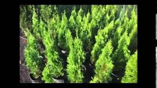 Small hedging plants    Shamrock Inkberry Holly with dark green foliage