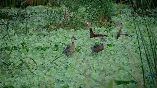 Young Whistling Ducks