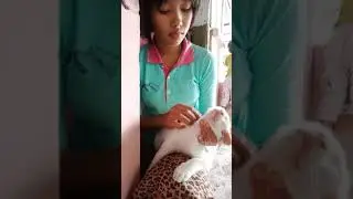 Mencari Kutu Kucing