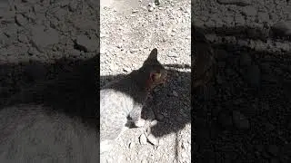 polite cat when he saw a dog #shorts #cat #dog