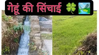आज की गेहूं की सिंचाई 🍀🏞️