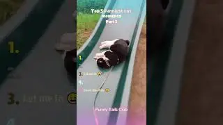 Ranking Top 5 Funniest Cat Moments (part 5) #shorts