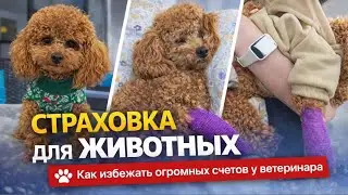 Страховка для животных. Как избежать огромных счетов у ветеринара в Европе 