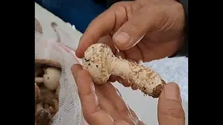 An&aacute;lisis de las setas en la exposici&oacute;n micol&oacute;gica con setas de oto&ntilde;o en Torrej&oacute;n de Ardoz.